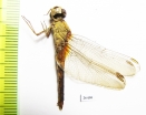 Odonata sp.  Oman - INSECTS-STORE.RU