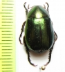 Anomala dalatensis  Vietnam - INSECTS-STORE.RU
