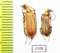 Meloidae sp.  Namibia - INSECTS-STORE.RU