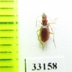 Geotrechus orpheus doderoi  France - INSECTS-STORE.RU