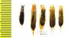 Lymexylidae, Elateroides dermestoides, pair  Russia, Tver reg. - INSECTS-STORE.RU