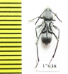 Cerambycidae sp.  South Africa Rep. - INSECTS-STORE.RU