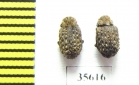 Trogidae sp.  Madagascar - INSECTS-STORE.RU