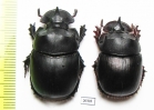 Catharsius sp., male  Thailand - INSECTS-STORE.RU