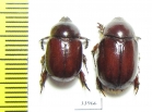 Coptognathus atilla, pair  Kazakhstan - INSECTS-STORE.RU