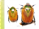 Dischista cincta  Namibia - INSECTS-STORE.RU