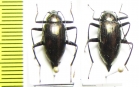 Caudatamarygmus notabilis  Philippines - INSECTS-STORE.RU