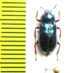Tenebrionidae sp.  Malaysia - INSECTS-STORE.RU