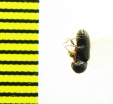 Anobiidae sp.  Turkmenistan - INSECTS-STORE.RU