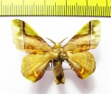 Erebidae sp.  French Guiana - INSECTS-STORE.RU