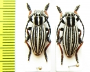 Dorcadion abakumovi  Kazakhstan - INSECTS-STORE.RU