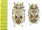 Cerambycidae sp., pair  Brasilia - INSECTS-STORE.RU