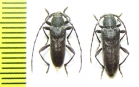 Turanium scabrum, pair  Kazakhstan - INSECTS-STORE.RU