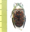 Poecilopharis leai  Australia - INSECTS-STORE.RU