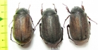 Melolonthinae sp.  China, Guangxi prov. - INSECTS-STORE.RU