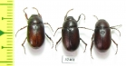 Melolonthinae sp.  South Africa Rep. - INSECTS-STORE.RU