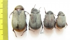 Melolonthinae sp.  Thailand - INSECTS-STORE.RU