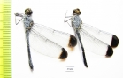 Odonata sp.  Panama - INSECTS-STORE.RU