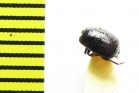 Baeckmanniolus dimidiatus  Russia, Crimea - INSECTS-STORE.RU