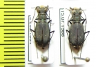 Cicindela sp., pair  USA, Ohio - INSECTS-STORE.RU