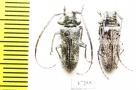 Prosopocera sp.  South Africa Rep. - INSECTS-STORE.RU