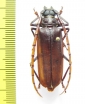 Osphryon sp.  Indonesia, Papua - INSECTS-STORE.RU