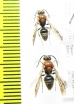Mutillidae sp.  Italy - INSECTS-STORE.RU