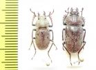 Cacostomus squamosus, pair  Australia - INSECTS-STORE.RU