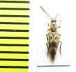 Hypulus fasciatus  Russia, N.Caucasus - INSECTS-STORE.RU
