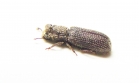 Colydodes sp.  Peru - INSECTS-STORE.RU