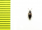 Salpingidae, Lissodema plagiatum  Russia, Far East - INSECTS-STORE.RU