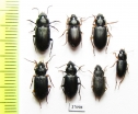 Carabidae sp.  South Africa Rep. - INSECTS-STORE.RU