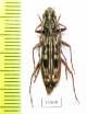 Dialeges sp.  Malaysia, Borneo - INSECTS-STORE.RU