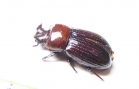 Tenebrionidae sp.  Indonesia, Sulawesi - INSECTS-STORE.RU