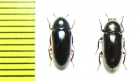 Tenebrionidae sp.  Malaysia - INSECTS-STORE.RU