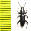 Centorus heydeni  Iran, Khuzestan prov. - INSECTS-STORE.RU