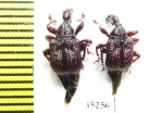 Attelabidae sp.  Laos - INSECTS-STORE.RU