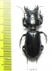 Scarites bucida  Uzbekistan  - INSECTS-STORE.RU