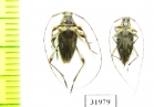 Cerambycidae sp.  Peru - INSECTS-STORE.RU