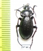 Carabus (Diocarabus) massagetus  Russia, Burjatia reg. - INSECTS-STORE.RU