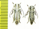 Phytoecia cinerascens  Kazakhstan - INSECTS-STORE.RU