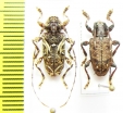 Oreodera bituberculata  Peru - INSECTS-STORE.RU