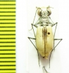 Cicindela togata fascinans  USA - INSECTS-STORE.RU