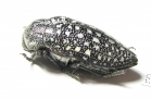 Julodis euphratica euphratica  Oman - INSECTS-STORE.RU