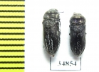 Acmaeodera farinosa  Turkey - INSECTS-STORE.RU