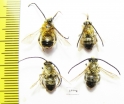 Hymenoptera sp.  Russia, Tver reg. - INSECTS-STORE.RU