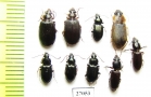 Carabidae sp.  South Africa Rep. - INSECTS-STORE.RU