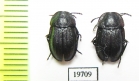 Phosphuga atrata  Kazakhstan - INSECTS-STORE.RU