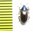 Tenebrionidae sp.  Malaysia - INSECTS-STORE.RU