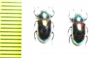 Tenebrionidae sp.  Malaysia, Borneo - INSECTS-STORE.RU